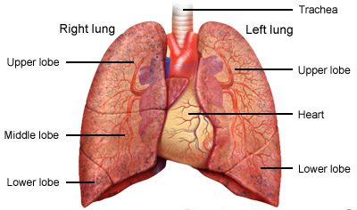 lung cancer